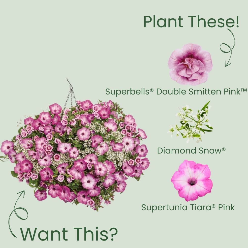 Superbells® Double Smitten Pink™ Calibrachoa