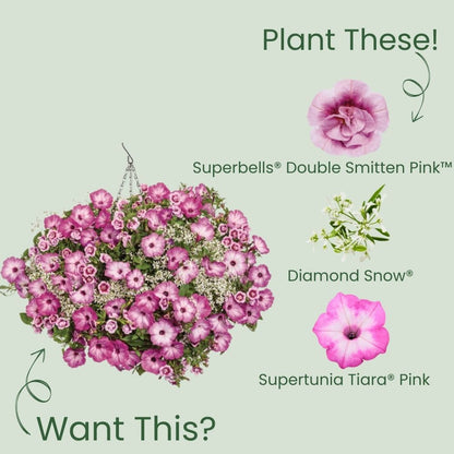 Superbells® Double Smitten Pink™ Calibrachoa