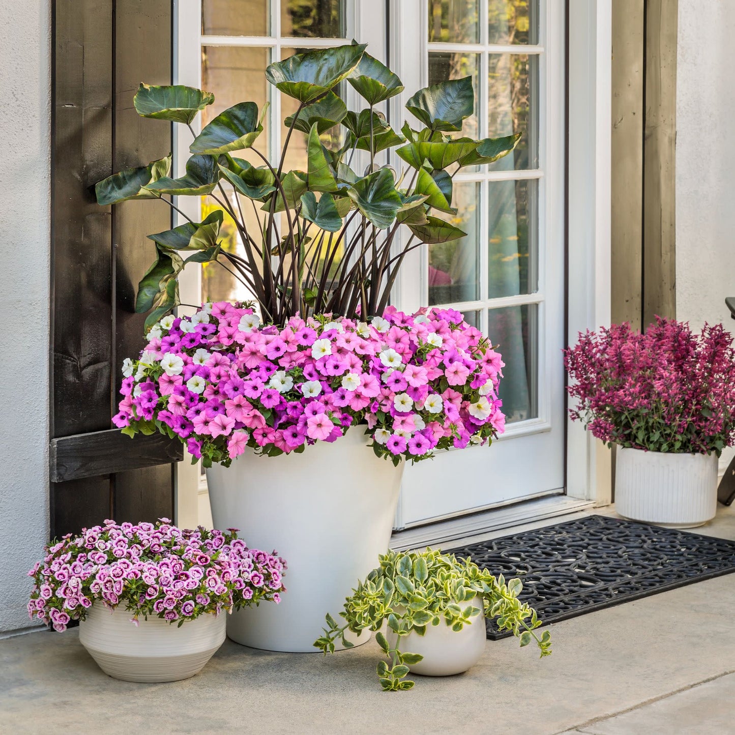 Superbells® Double Smitten Pink™ Calibrachoa
