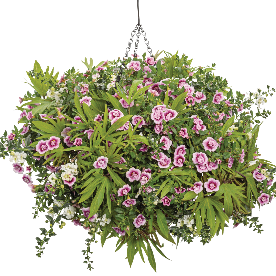 Superbells Double Smitten Pink Calibrachoa in use.