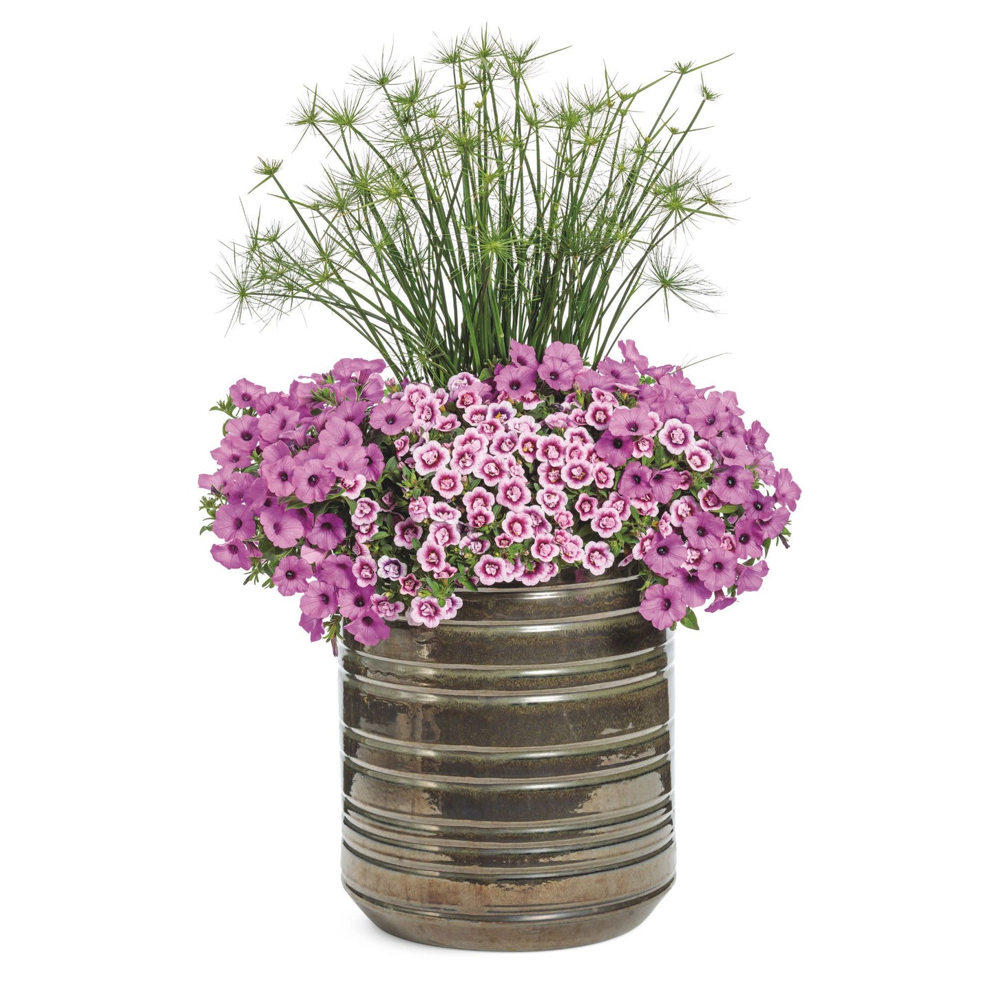 Superbells® Double Smitten Pink™ Calibrachoa