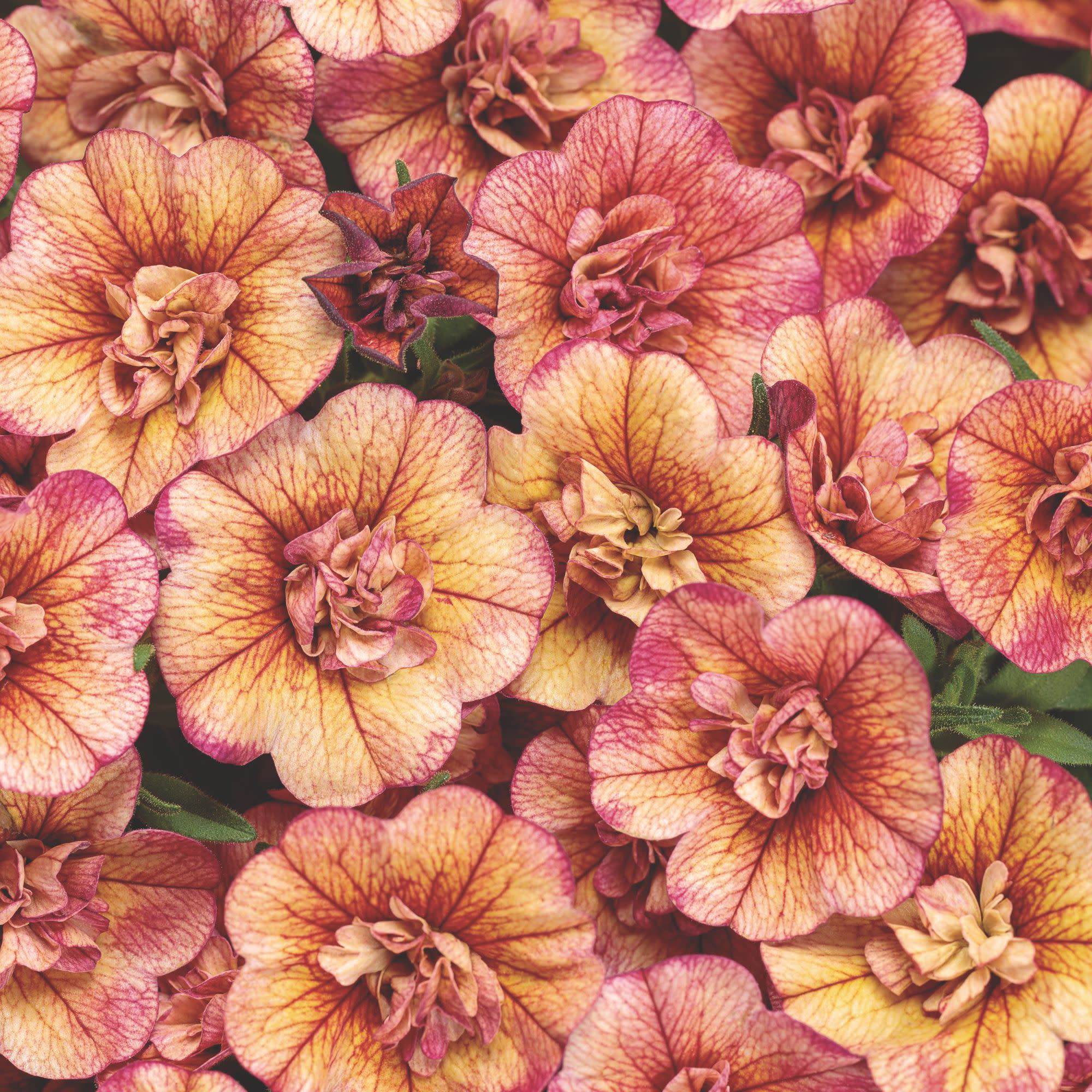 Calibrachoa | Superbells® Double Vintage Coral™ | Proven Winners