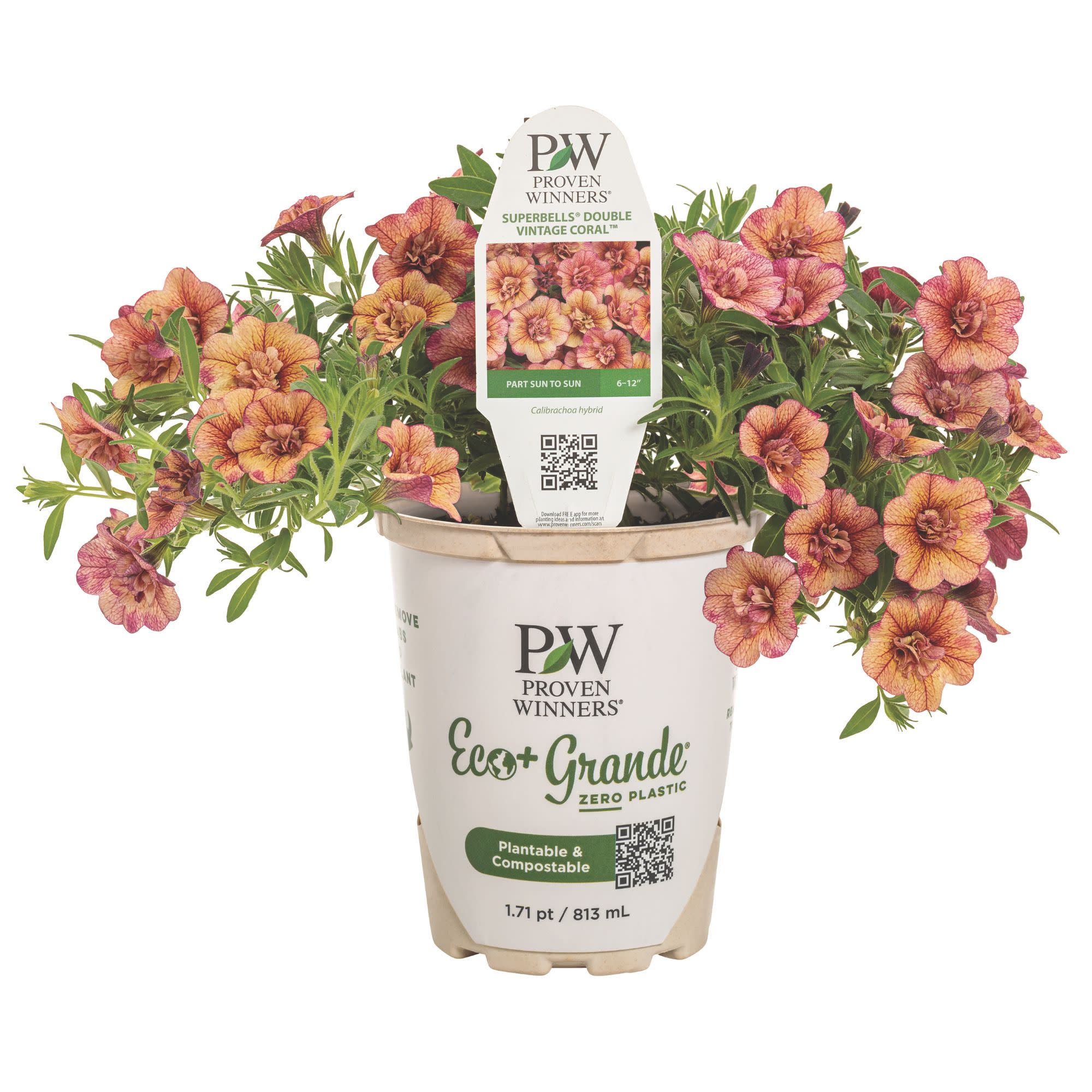 Calibrachoa | Superbells® Double Vintage Coral™ | Proven Winners
