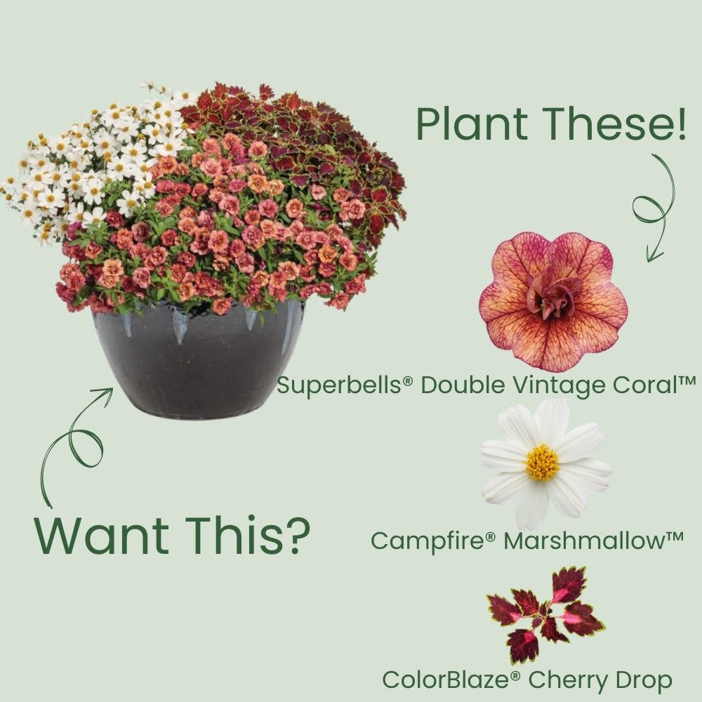 Superbells® Double Vintage Coral™ Calibrachoa (Calibrachoa hybrid) | Proven Winners® New Variety 2025