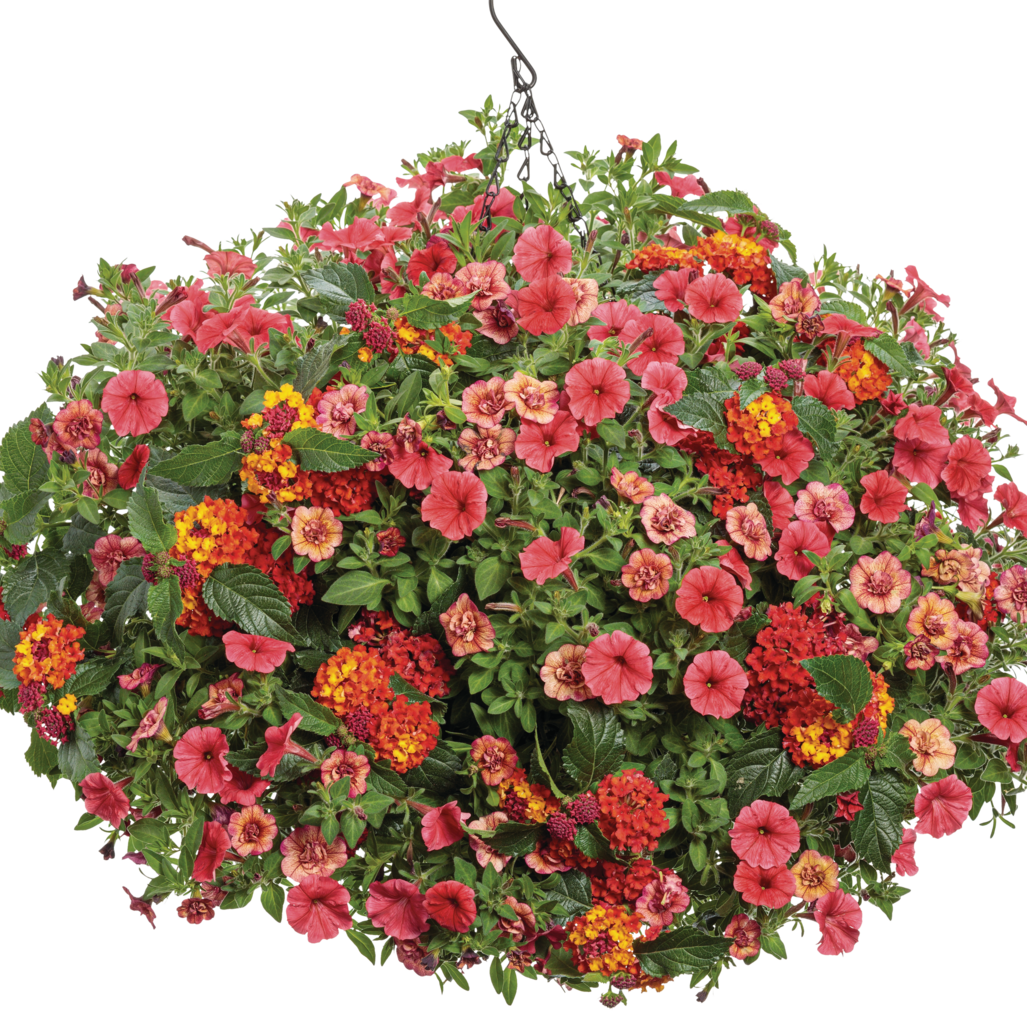 Superbells Double Vintage Coral Calibrachoa in use.
