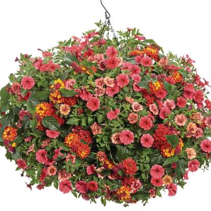 Superbells Double Vintage Coral Calibrachoa in use.