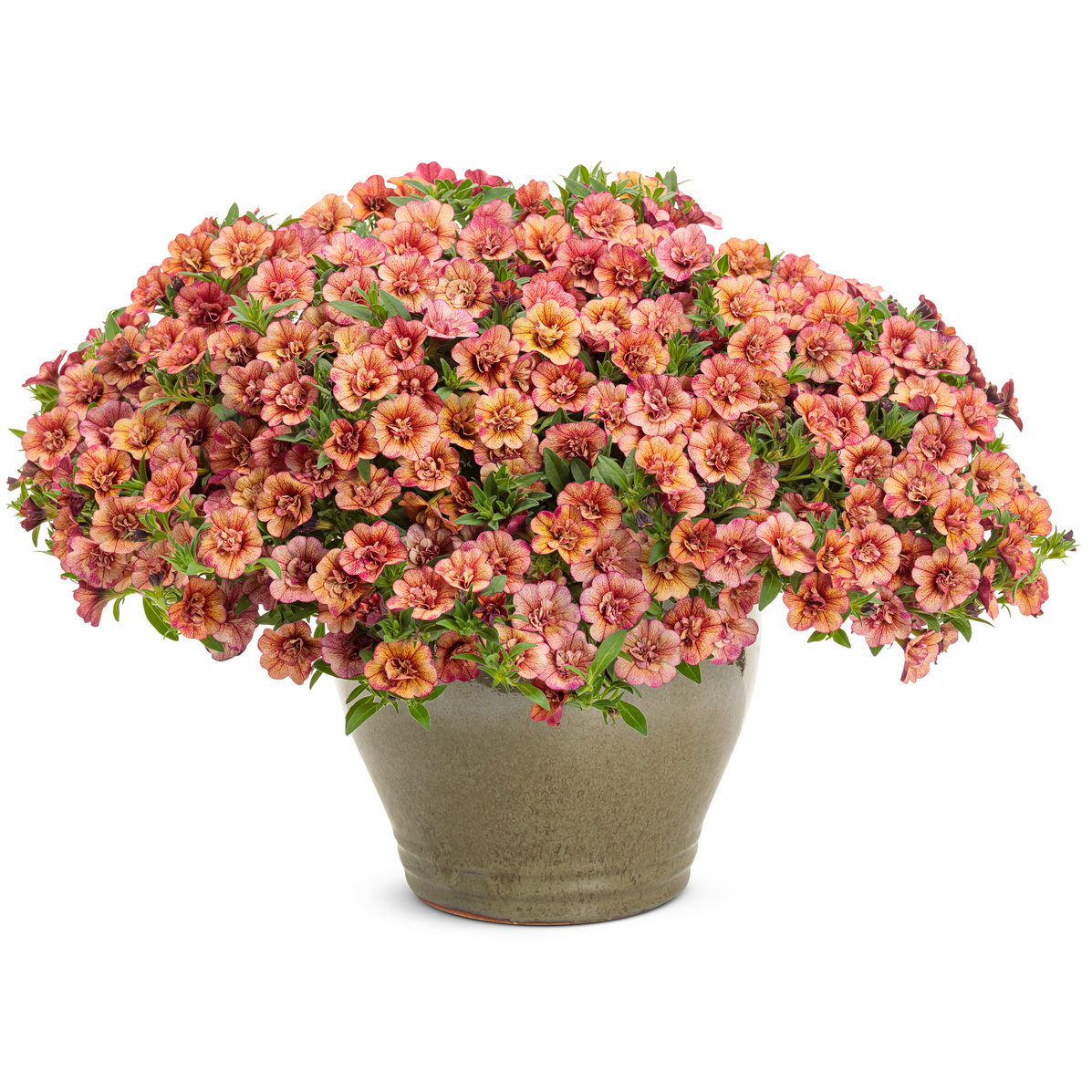 Superbells Double Vintage Coral in use.