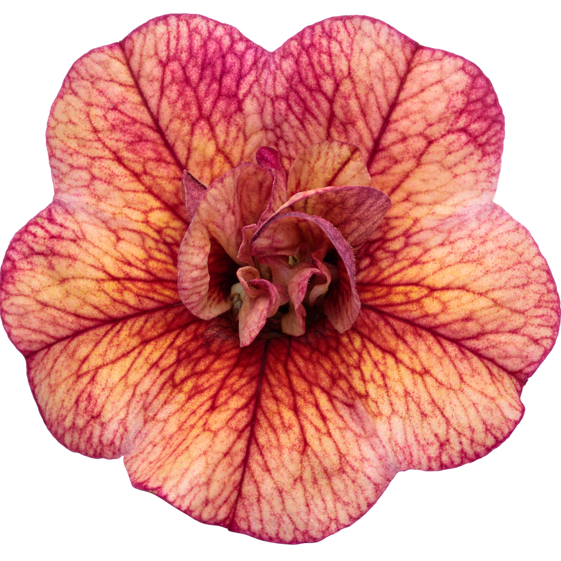 Superbells Double Vintage Coral Calibrachoa in macro.