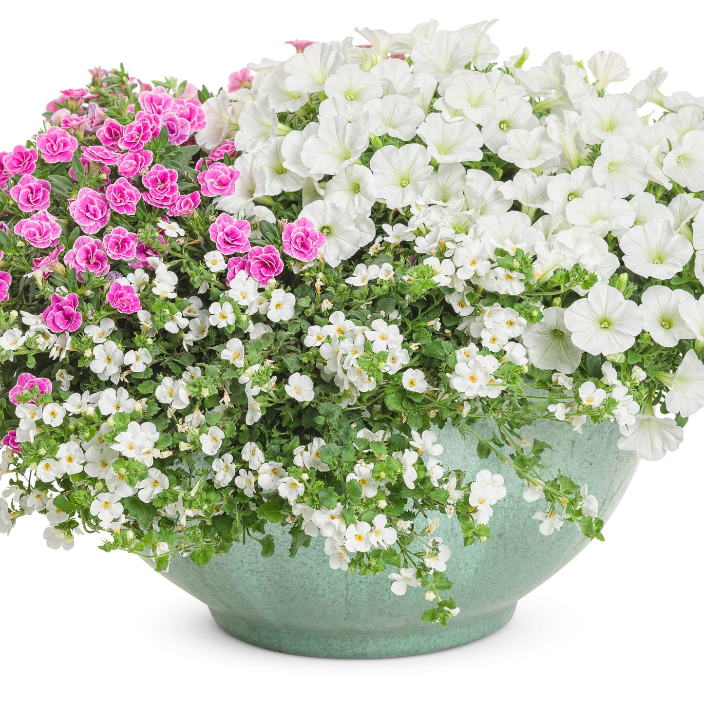 Superbells Doublette Love Swept Calibrachoa in use.