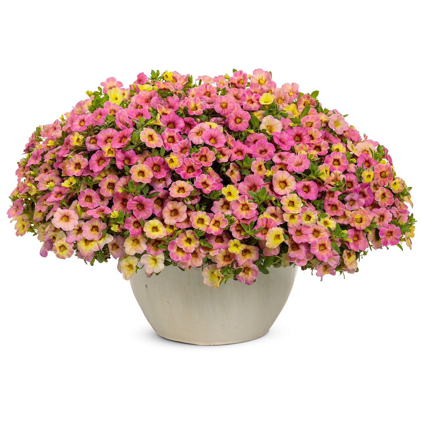 Superbells Magic® Pink Lemonade Calibrachoa