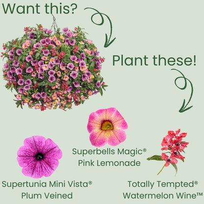 Superbells Magic® Pink Lemonade Calibrachoa