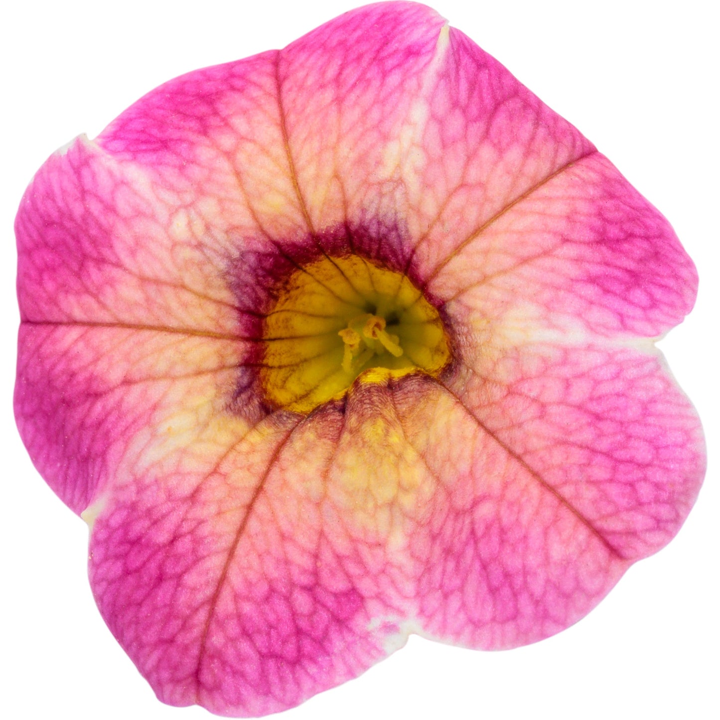 Superbells Magic® Pink Lemonade Calibrachoa