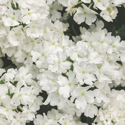 Superbena® Whiteout™ Verbena