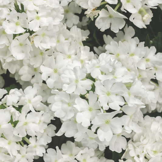 Superbena® Whiteout™ Verbena