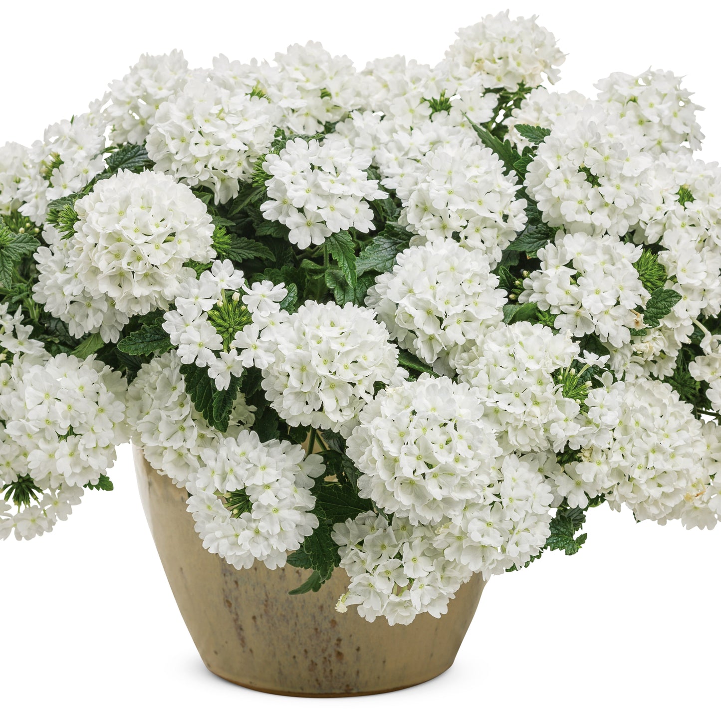 Superbena® Whiteout™ Verbena