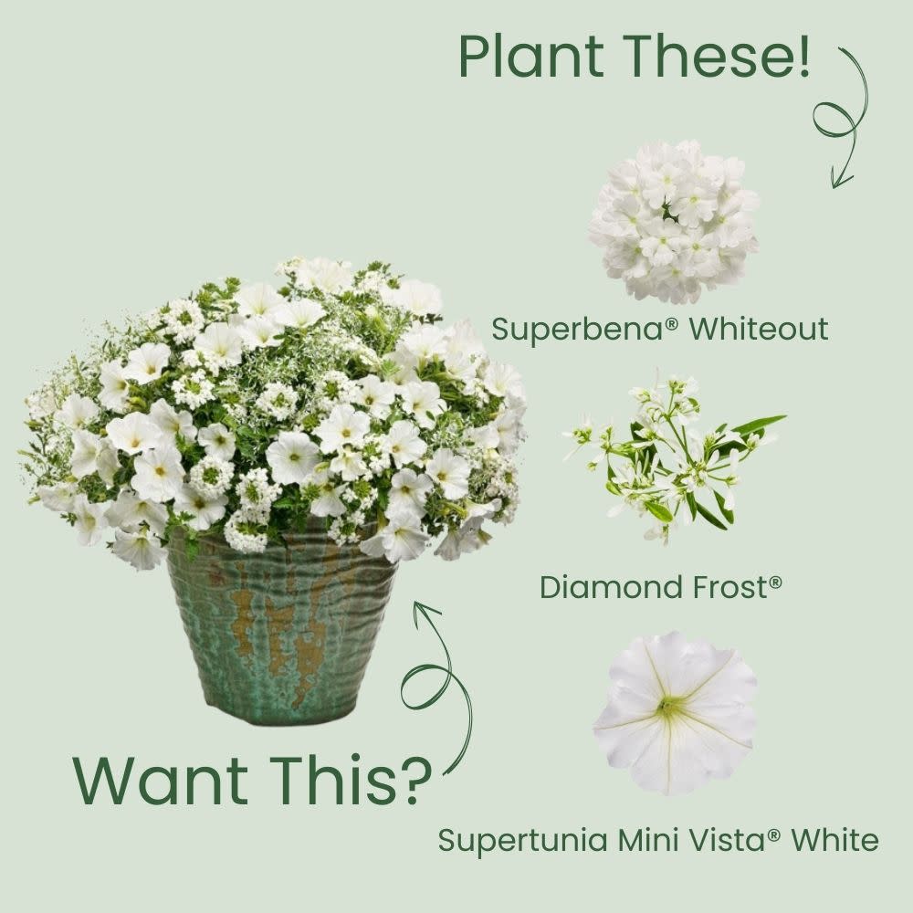 Superbena® Whiteout™ Verbena