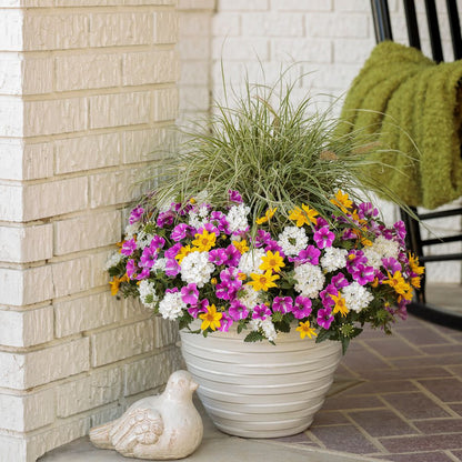 Superbena® Whiteout™ Verbena