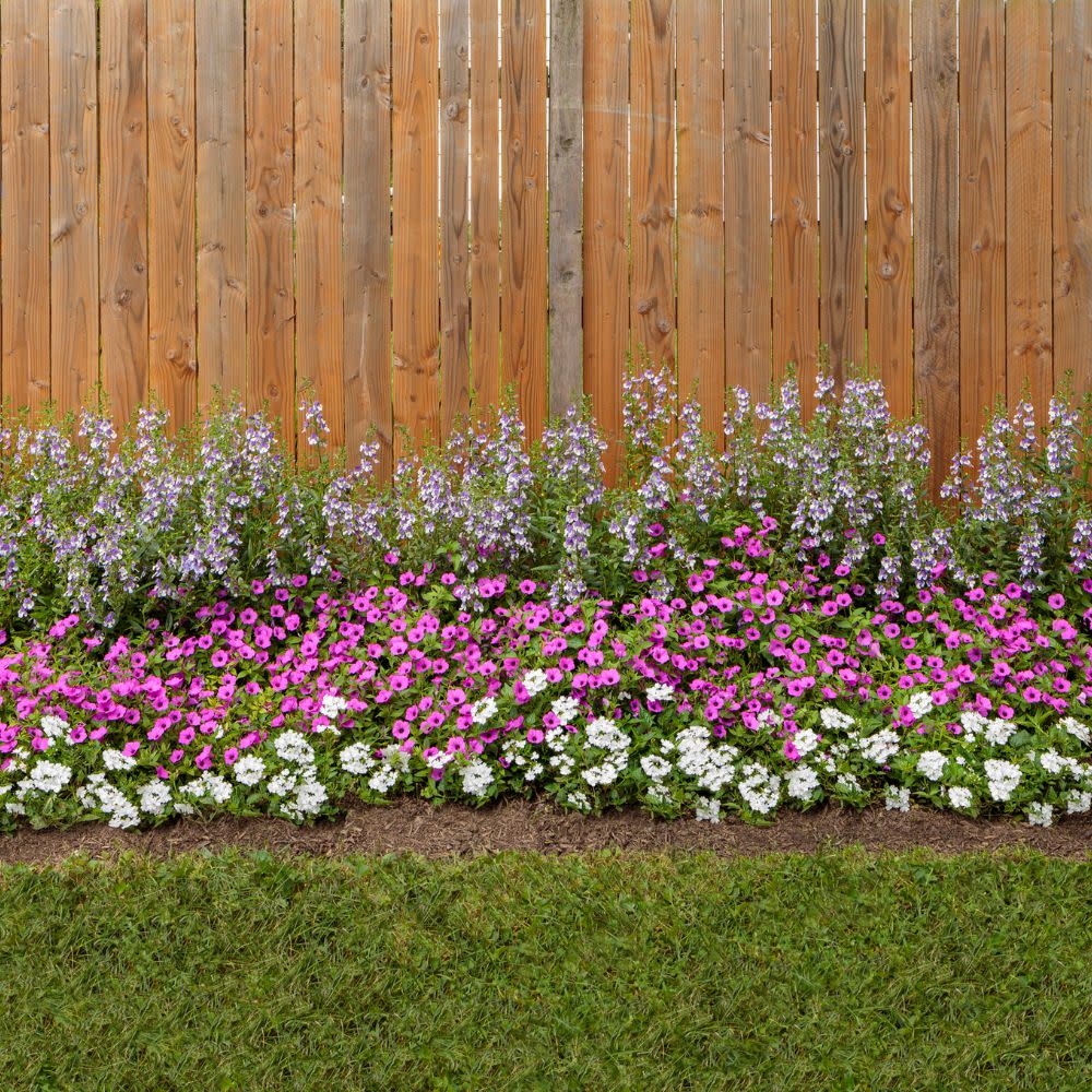 Superbena® Whiteout™ Verbena (Verbena hybrid)