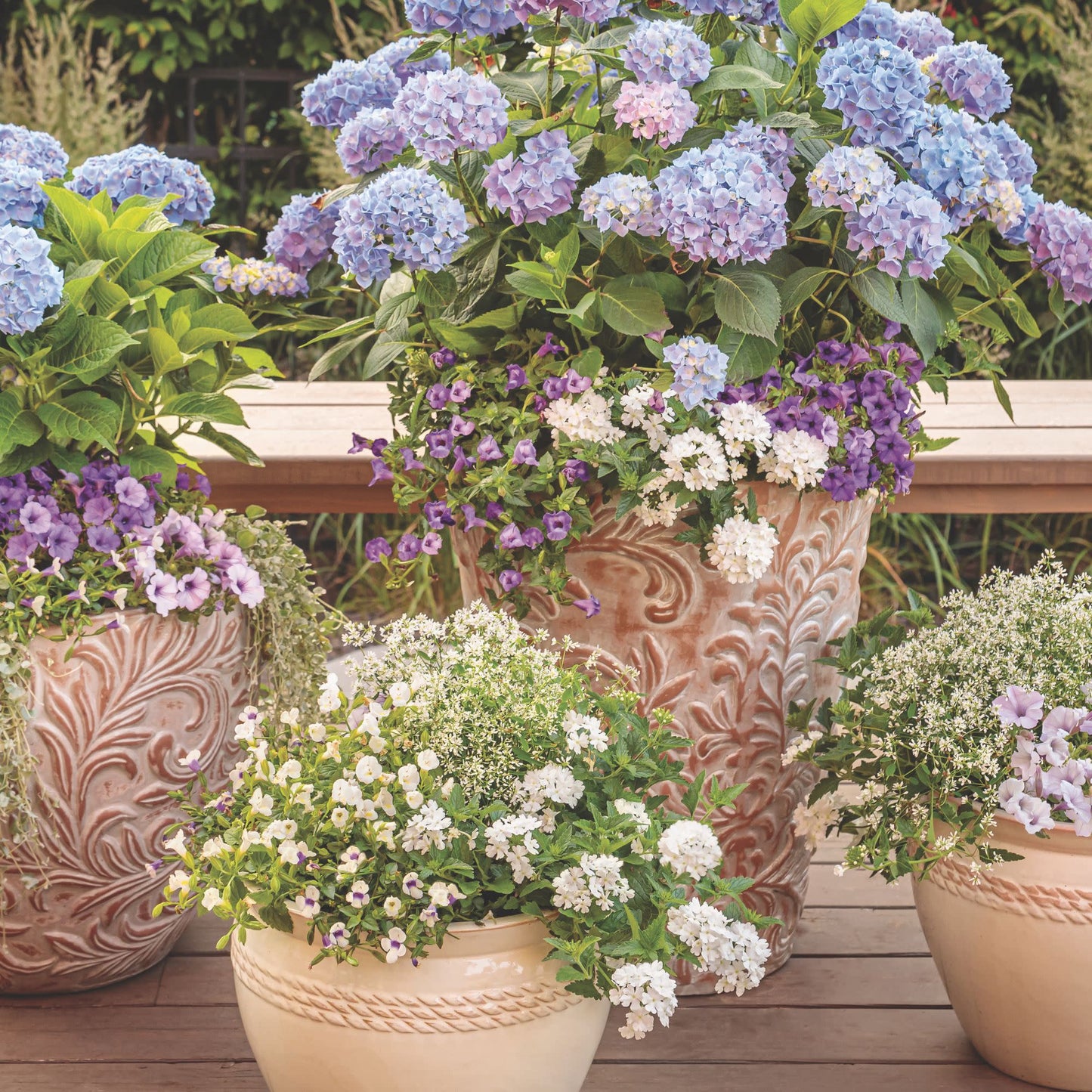 Superbena® Whiteout™ Verbena