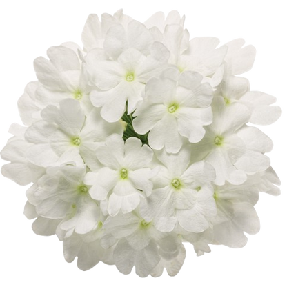 Superbena® Whiteout™ Verbena (Verbena hybrid)