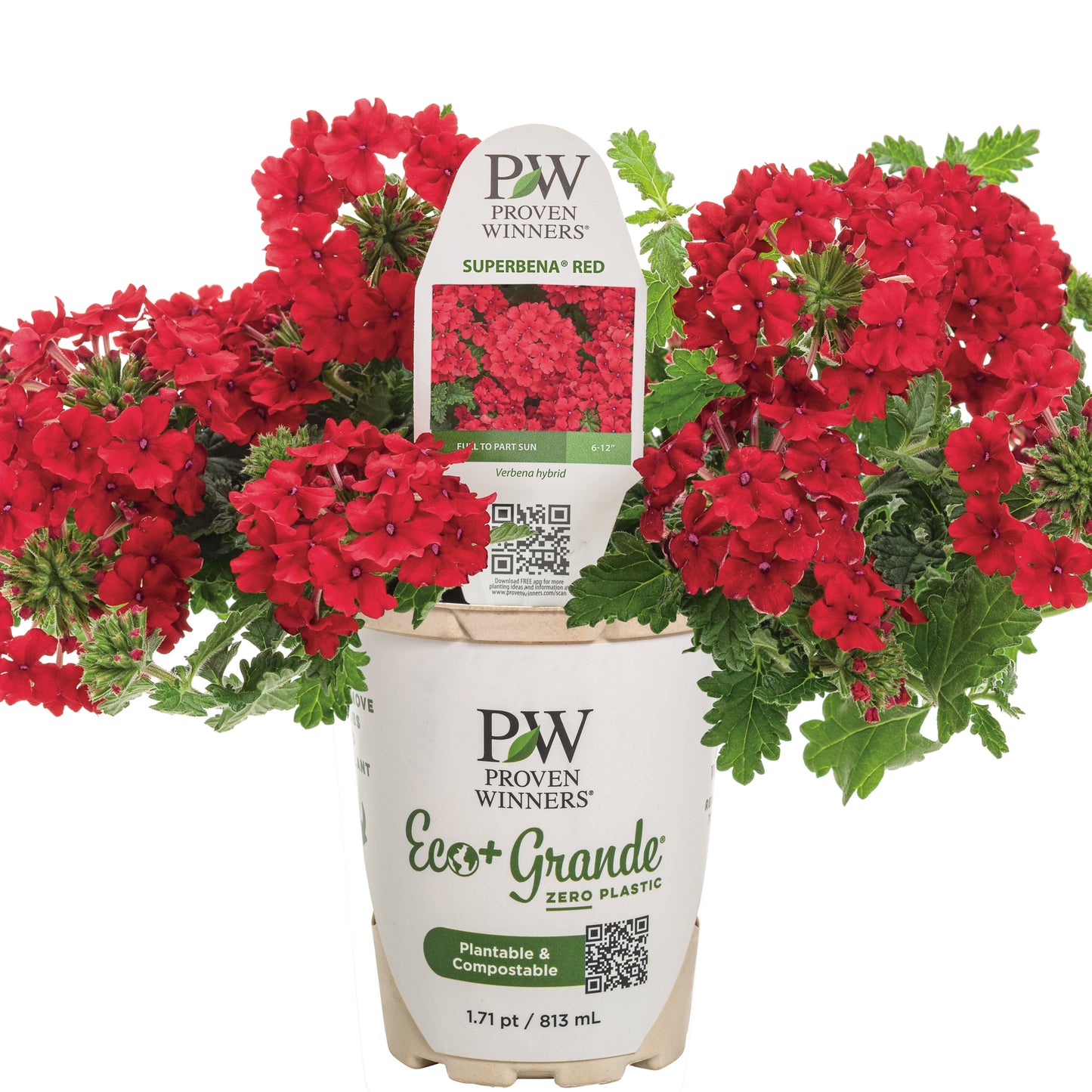 Superbena® Red Verbena