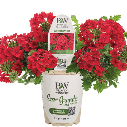 Superbena® Red Verbena
