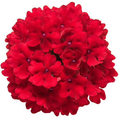 Superbena® Red Verbena