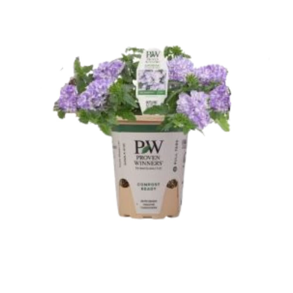 Superbena® Stormburst Verbena