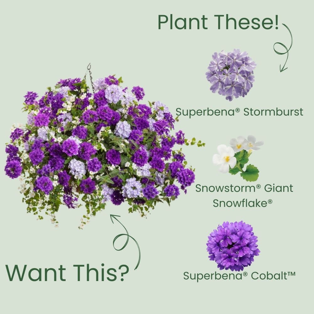 Superbena® Stormburst Verbena