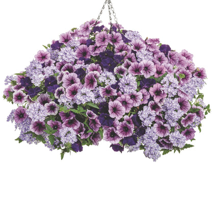 Superbena® Stormburst Verbena