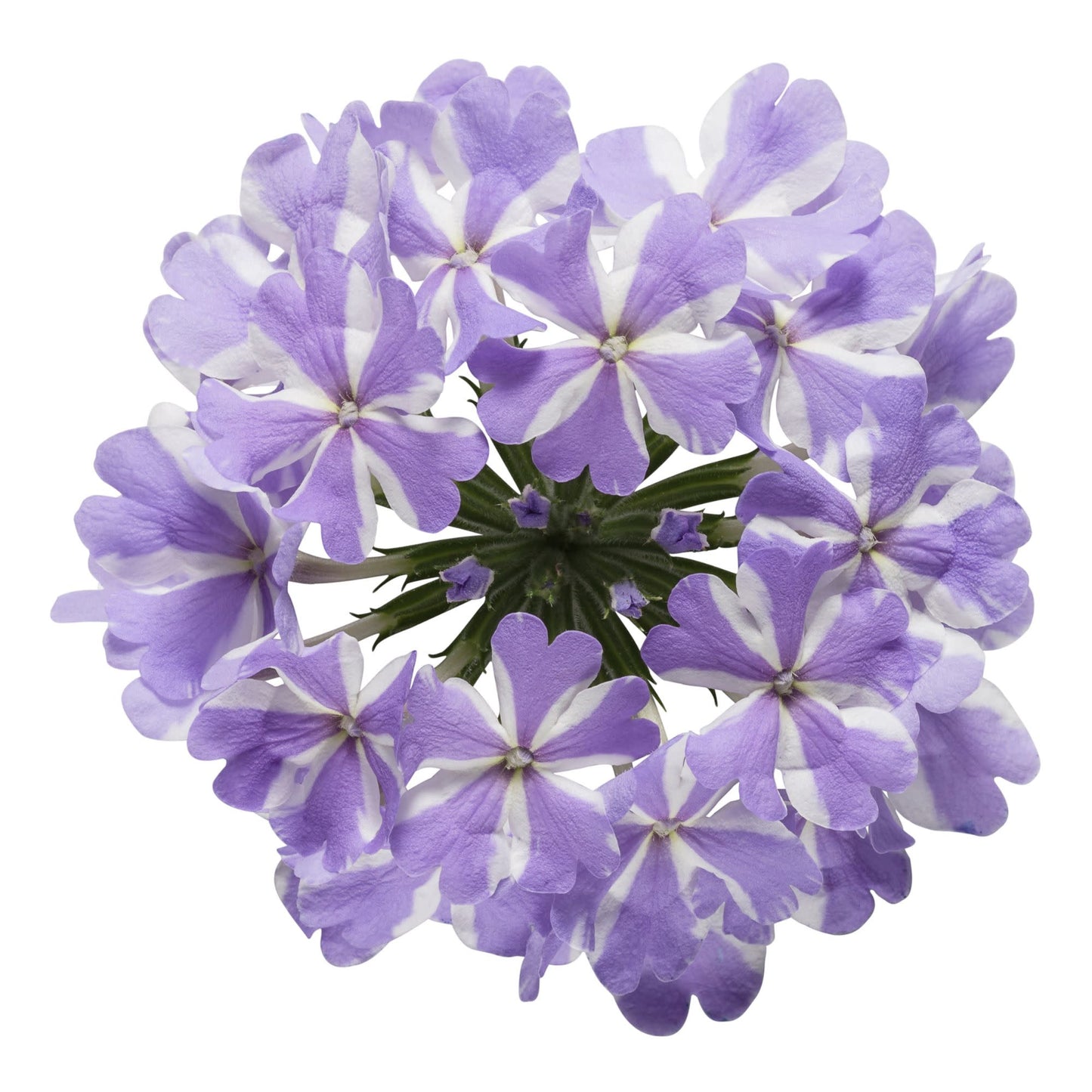 Superbena® Stormburst Verbena