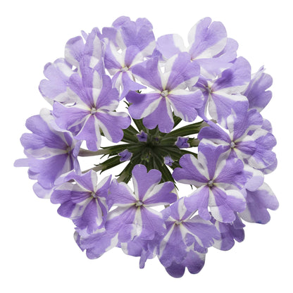 Superbena® Stormburst Verbena