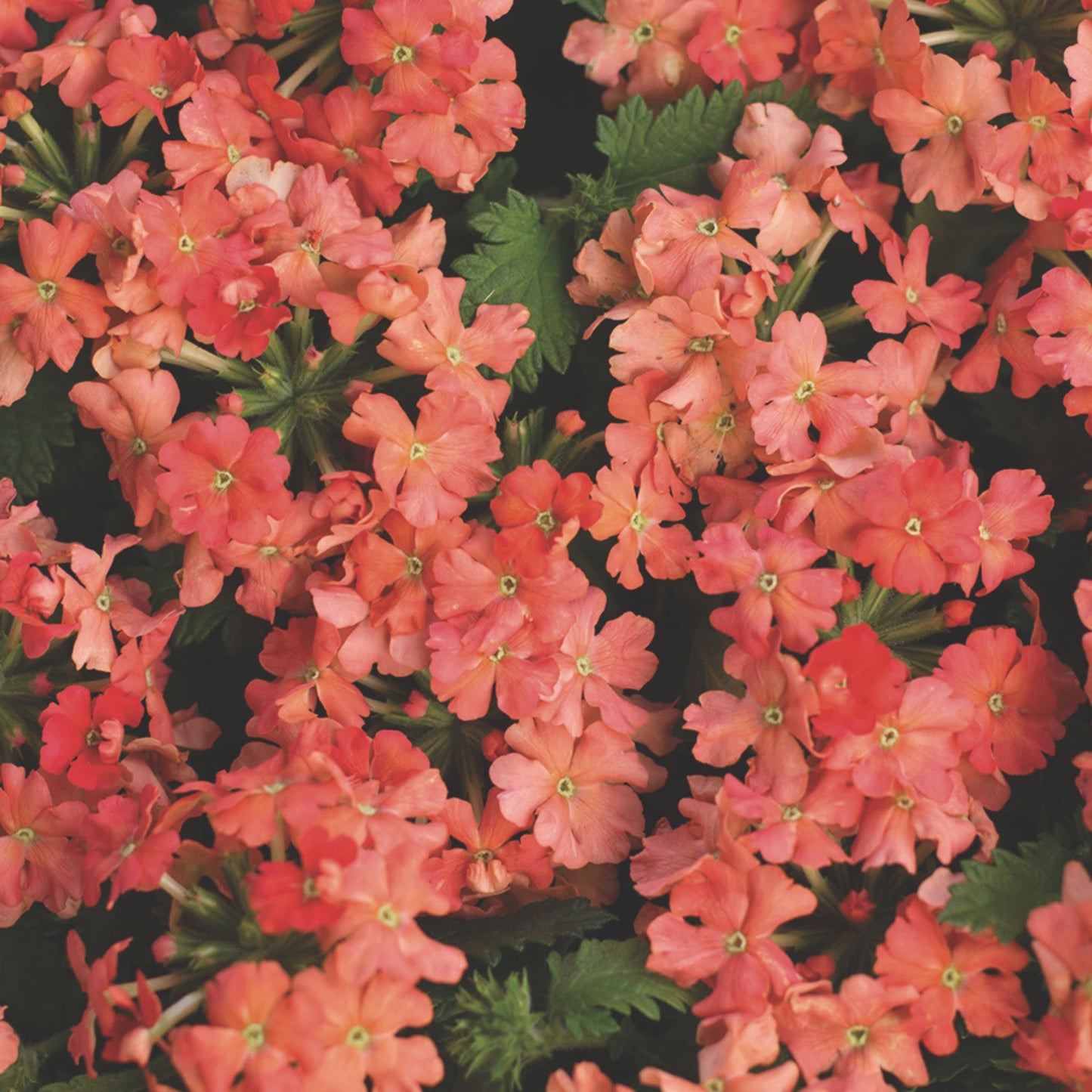 Superbena® Peachy Keen Verbena