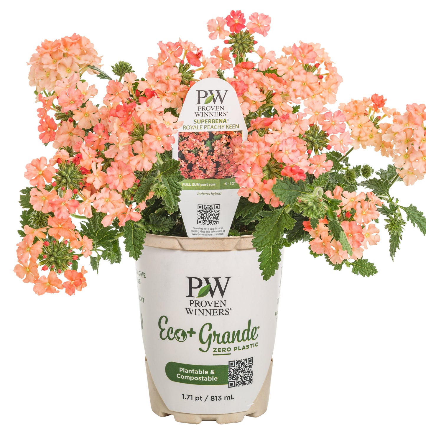 Superbena® Peachy Keen Verbena