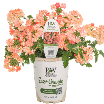Superbena® Peachy Keen Verbena