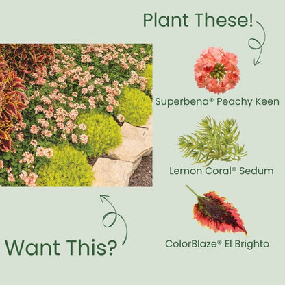 Superbena® Peachy Keen Verbena