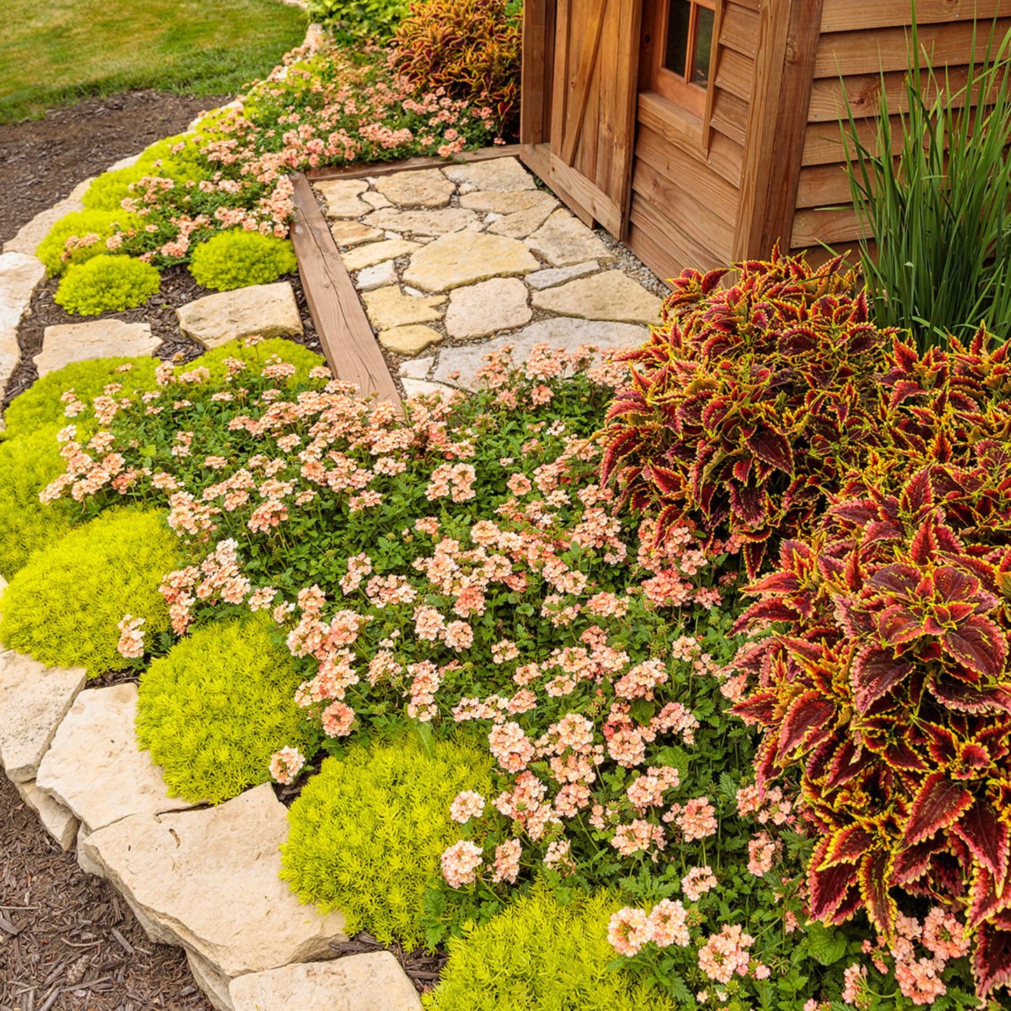 Superbena® Peachy Keen Verbena