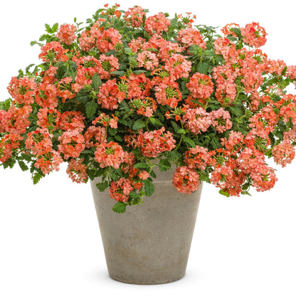 Superbena Peachy Keen Superbena Peachy Keen Verbena in use.