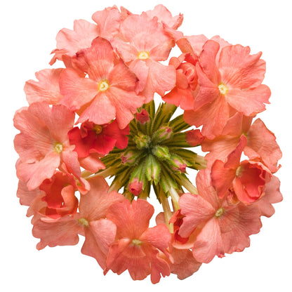 Superbena® Peachy Keen Verbena