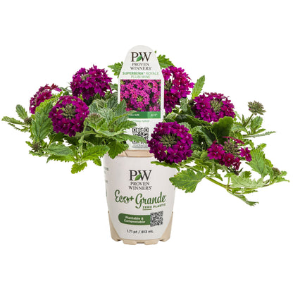 Superbena Royale® Plum Wine Verbena