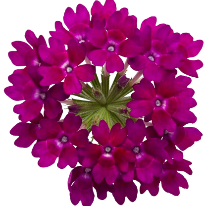 Superbena Royale® Plum Wine Verbena (Verbena hybrid)