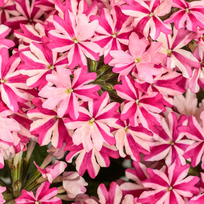 Superbena® Cherryburst Verbena