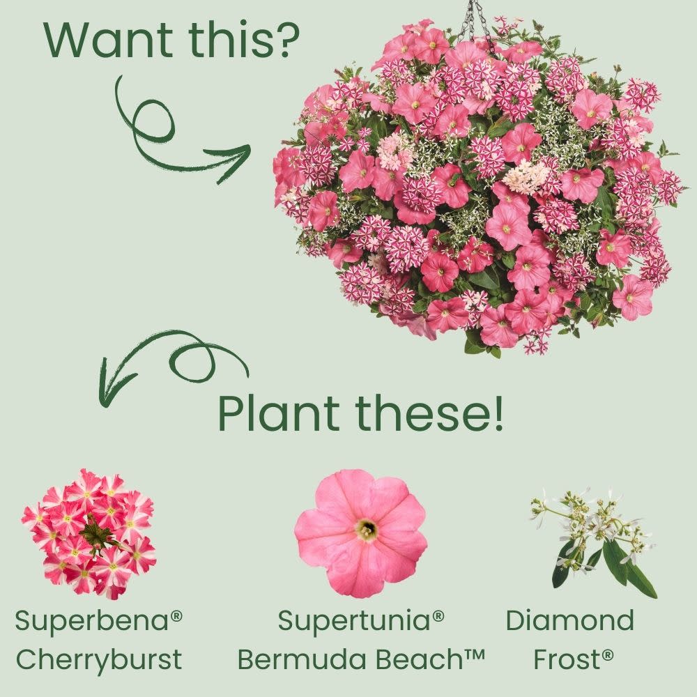 Superbena® Cherryburst Verbena