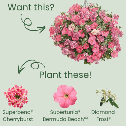 Superbena® Cherryburst Verbena