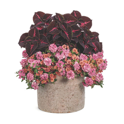 Superbena® Cherryburst Verbena