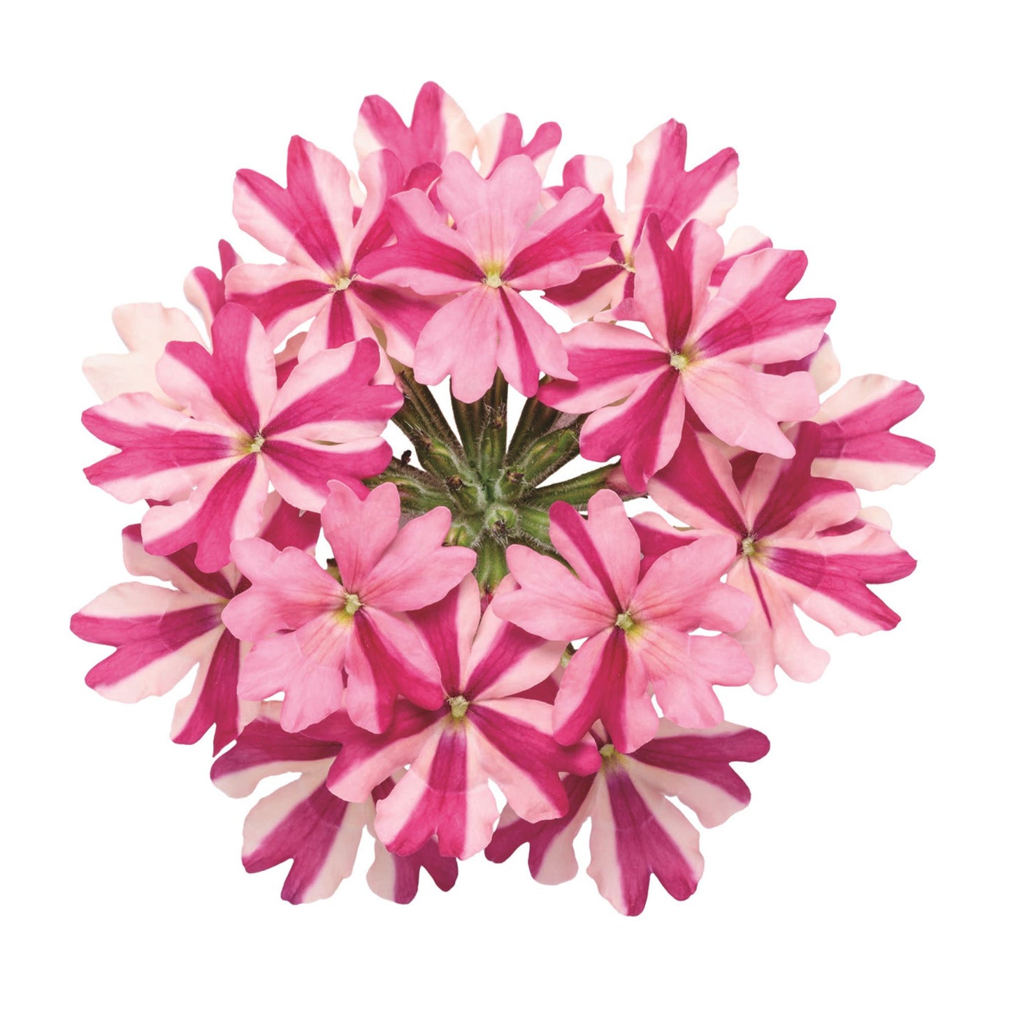 Superbena® Cherryburst Verbena