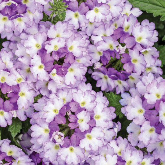 Superbena Sparkling® Amethyst Verbena