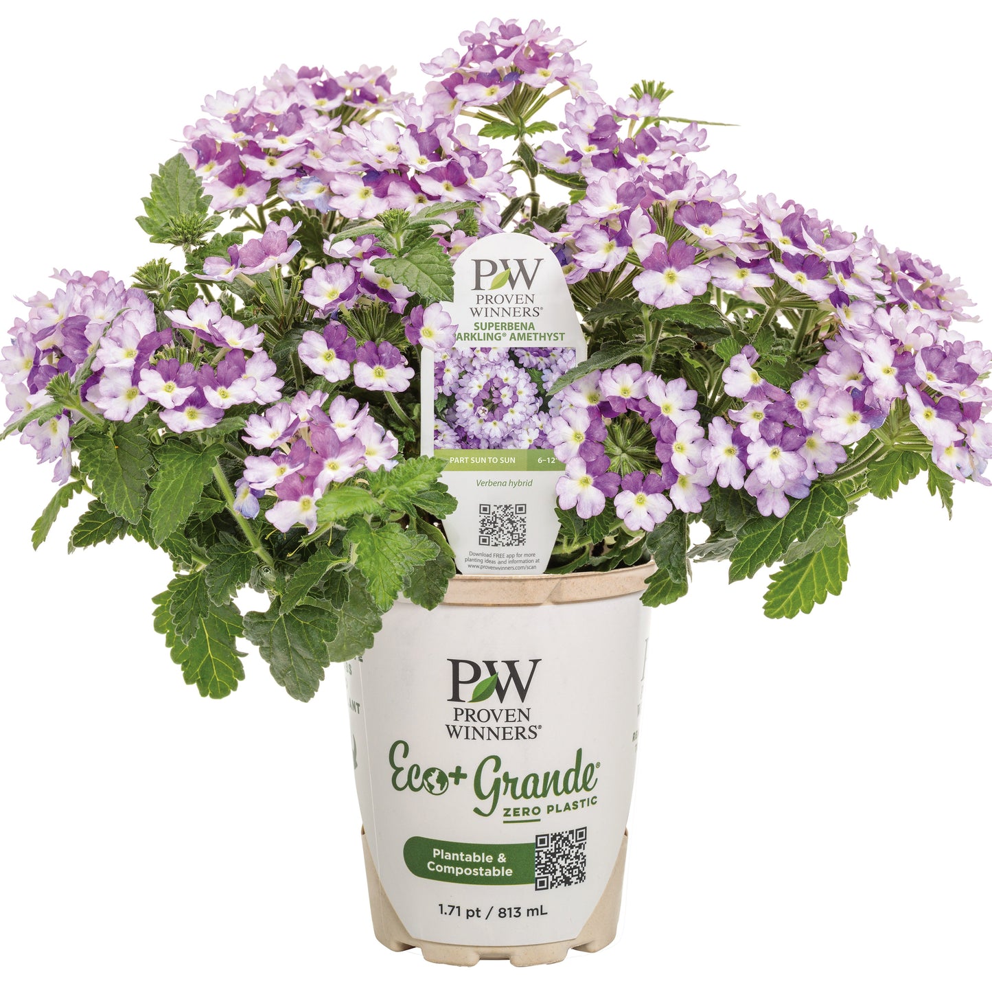 Superbena Sparkling® Amethyst Verbena