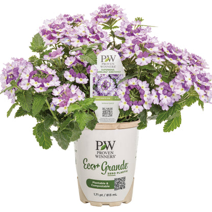 Superbena Sparkling® Amethyst Verbena