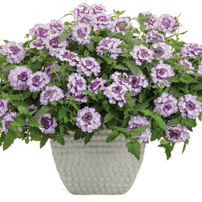 Superbena Sparkling® Amethyst Verbena
